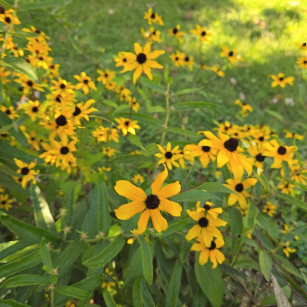 Meet your Posher, Brenda